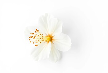 Obraz premium Delicate white orange blossom, isolated on pure white background, plant, macro