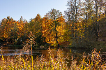 Obraz premium Beautiful autumn colored trees growing on the shore of a lake during sunny morning. Sunrise landscape of Riga, Latvia.