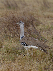 Kori-Trappe in freier Wildbahn