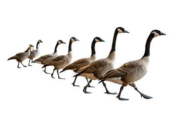 Fototapeta premium A line of canada geese walking in a row isolated on transparent background