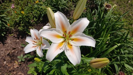 Obraz premium Choose a Lily, Any Lily: Delight in the Fragrance and Beauty from Your Garden or a Nearby Yard