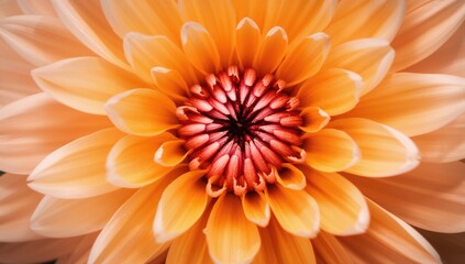 Detailed shot of a stunning blossom for a natural backdrop or wallpaper. The picture features some graininess and a gentle blur. Background, design, abstract, bloom, texture, warm season, isolated