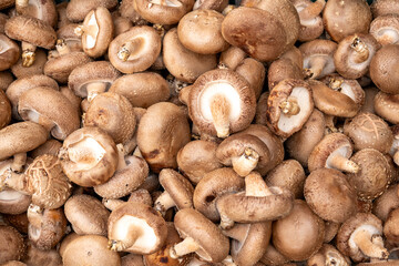 mushrooms on the market