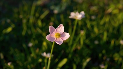 The stunning rosy blossom blooming in the yard
