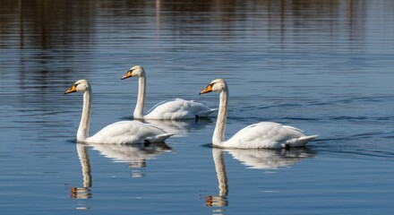 Fototapeta premium Three white swans gracefully glide across a placid lake. Their reflections are mirrored perfectly in the water
