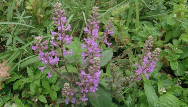 Corydalis temulifolia 'Chocolate Star' with purple flowers, beneficial for garden aesthetics