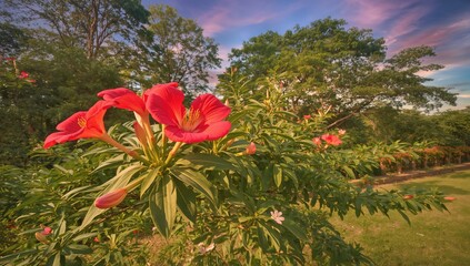 Bright red blossoms of Delonix regia tree in full bloom