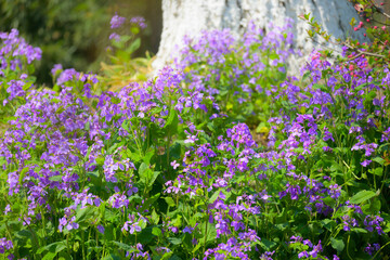 Obraz premium field of lavender