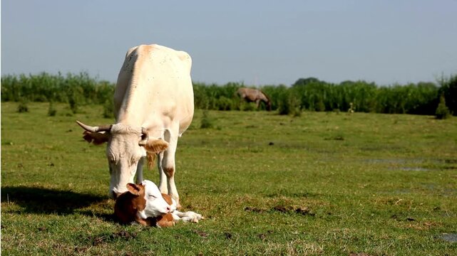 Mother Cow Nurturing Newborn Calf in Grassy Field.
