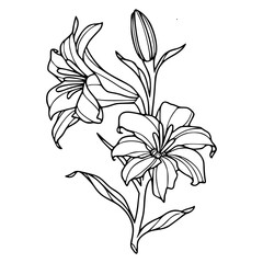 hand drawn outline of beautiful lily bouquet
