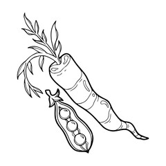 kitchen and organic food doodle: carrot and peas