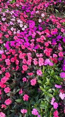 Obraz premium FIORI ROSA