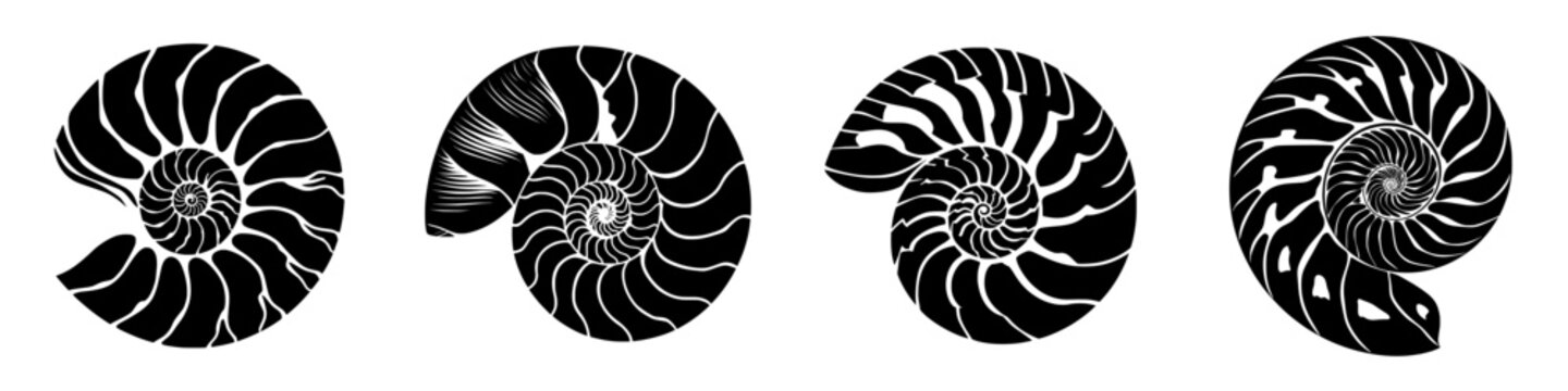 A black silhouette of a Nautilus sea shell or spiral round snail shell is isolated on a white background, featuring a segmented shape in stencil style, suitable for modern clipart, monochrome signs,