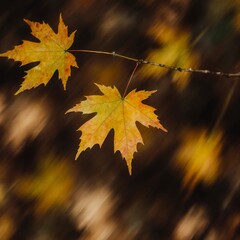 Golden autumn maple leaves hang delicately from a branch, surrounded by a blur of warm colors. This image captures the beauty of fall and the changing nature Generative AI
