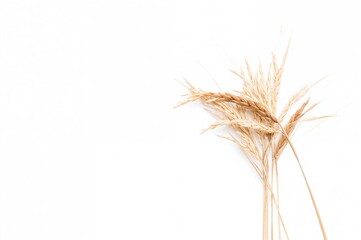 Fototapeta premium Single paddy rice stalks displayed on a plain white backdrop