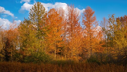 Fototapeta premium Autumn forest featuring sunlit trees and shrubs, highlighting seasonal change