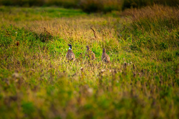 Pheasants in grassland at Druridge Pools, a Nature Reserve close to the Northumberland coast and was a former opencast mine, now a popular reserve with wildfowl and waders in the wetland