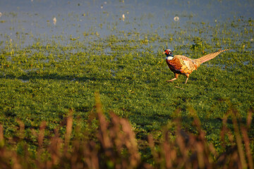 Walking male Pheasant at Druridge Pools, a Nature Reserve close to the Northumberland coast and was a former opencast mine, now a popular reserve with wildfowl and waders in the wetland