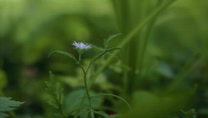 Small White Blossom on a Green Background in the Wild