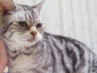 撫でられて気持ちいい猫