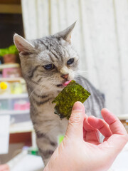 海苔をペロペロしている猫