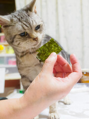海苔の匂いを嗅ぐ猫