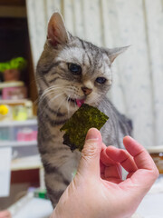 海苔を舐める猫
