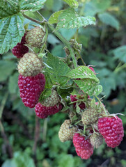 Bunch of ripe raspberries in a garden. Harvest season. Vertical image. Natural product.