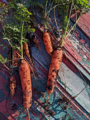 Carrot garden. Carrots soiled are lying on wooden colored boards. Sun light and shadows. Vertical...