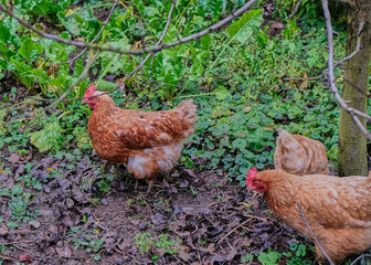 Free range brown chickens forage in greenery on an organic farm. Natural outdoor environment, sustainable farming, animal welfare, rural lifestyle, fresh air depicted