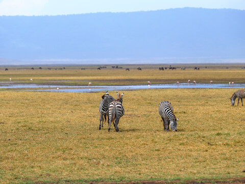 Zebras k&auml;mpfen im Ngorongoro Krater