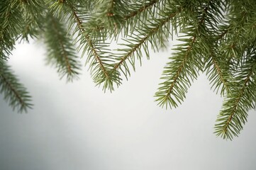 Obraz premium A collection of vibrant pine twigs showcased on a pale background, emphasizing the rich green needles and their fine textures.