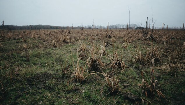 Neglected lawn suffering from dry, lifeless grass and inadequate upkeep