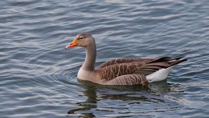 Fototapeta premium A waterfowl glides smoothly over the lake, displaying feathers in shades of brown and gray with a striking yellow-orange beak contrasting the serene water hues.