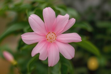 Obraz premium A lovely pink blossom flourishes elegantly outside my home, its tender petals exuding a gentle allure as they dance with the wind.