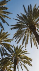 Fototapeta premium Palm Trees Against a Clear Blue Sky.