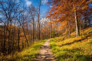Fototapeta premium Forest path surrounded by vibrant autumn foliage and greenery on a bright sunny day.