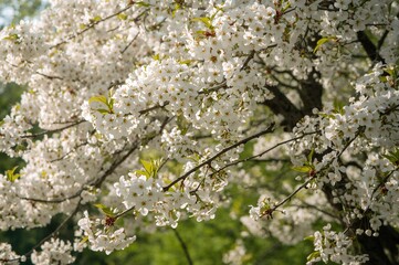 Close-up of a Pale Cherry Blossom Tree in Bloom with a Natural Background