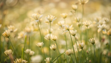 Naklejka premium Blurred backdrop featuring flowers of an Asian herb