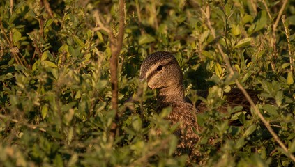 Obraz premium Brown duck concealed among foliage on a bright day, focus on camouflage
