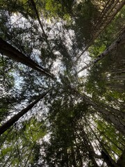 trees in the forest