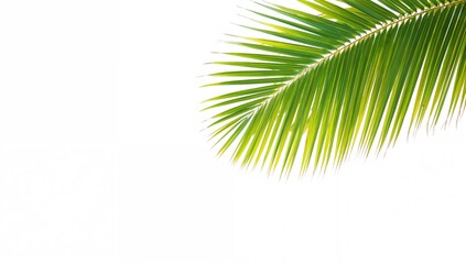 Fototapeta premium Isolated tropical palm leaf on a white backdrop, summer theme