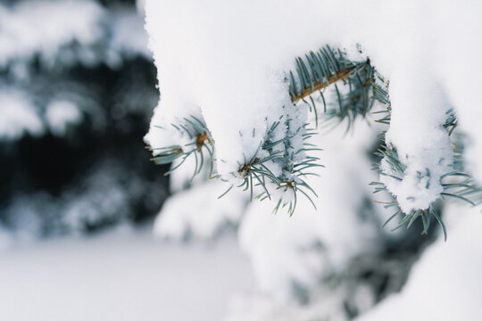 Snow-laden pine branches reach through a pale winter scene, capturing calm, cold beauty in a quiet forest. Soft focus and cool tones evoke stillness and seasonal serenity.
