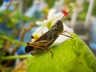 Green grasshopper on a leaf. Close up photo