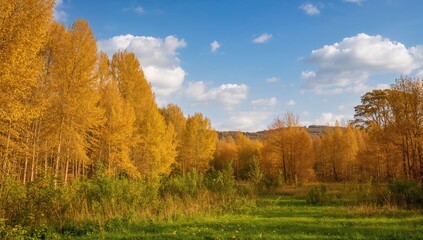 Autumn forest scenery, vibrant yellow foliage, seasonal change