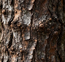 tree bark texture