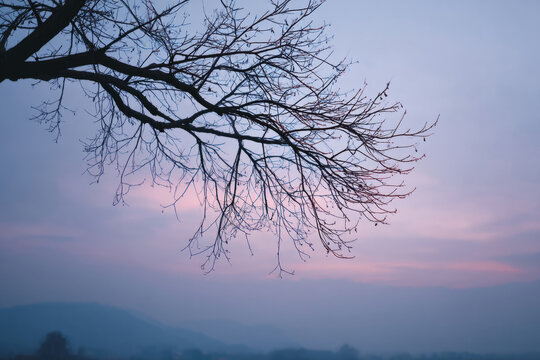 Barren tree branches silhouetted against misty twilight sky, evoking Samhain reflections and subtle Nordic winter tales of quietude