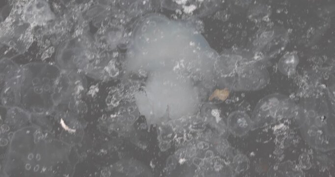 Close view of a moon jellyfish bloom: dozens of translucent medusas drift in murky harbor water, bubbles and foam swirling on the surface. Calm yet unsettling&mdash;fragility, texture, and quiet change.