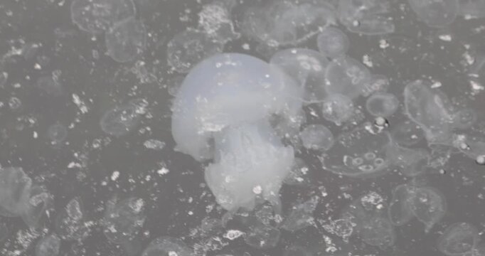 Close view of a moon jellyfish bloom: dozens of translucent medusas drift in murky harbor water, bubbles and foam swirling on the surface. Calm yet unsettling&mdash;fragility, texture, and quiet change.