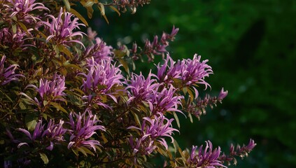 Vibrant purple flowers of pseuderanthhemum laxiflorum showcased against lush greenery